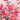 Scarf - Xiangyun gauze scarf - Digital printing - 127.1 - MJ105348 - MinjuanRong